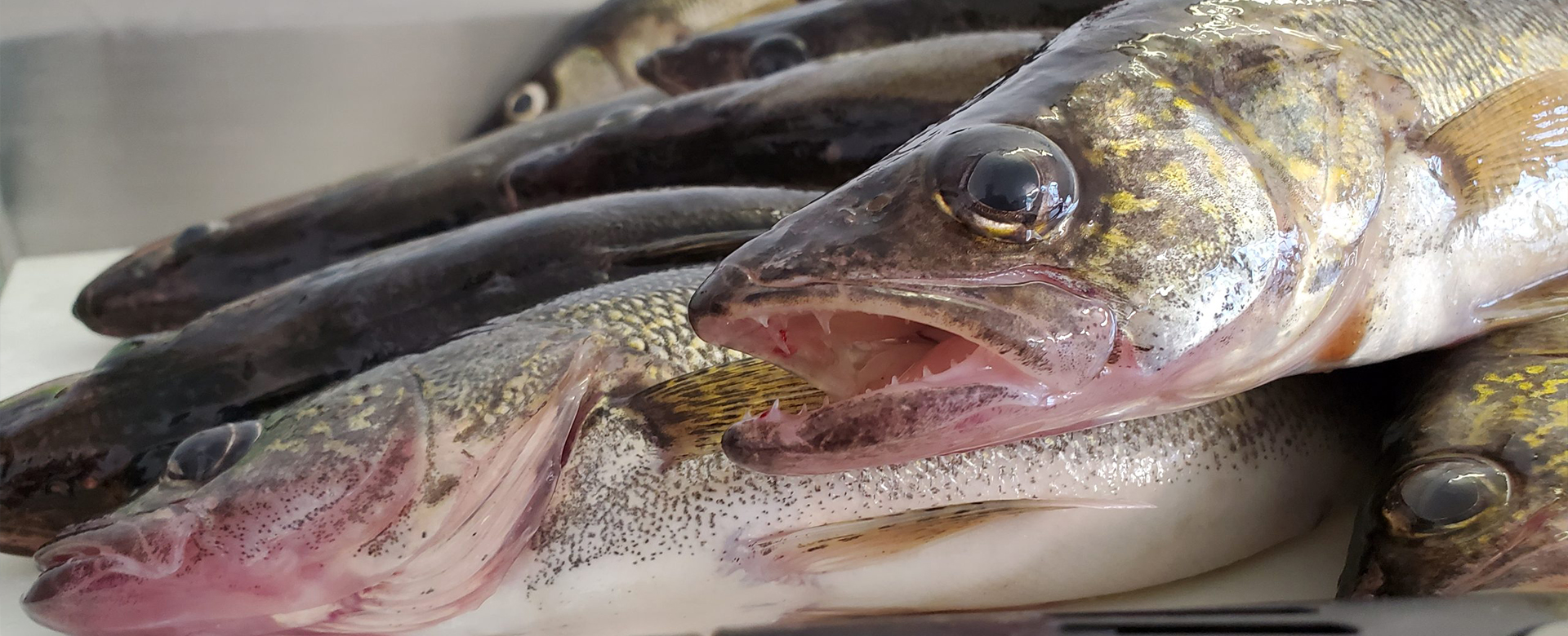 Walleye Lake of the Woods